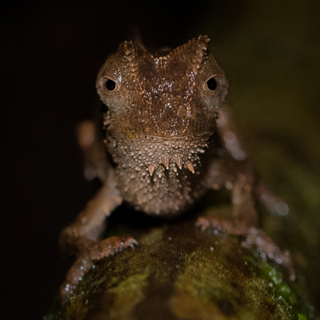 Andasibe - Brown leaf chameleon